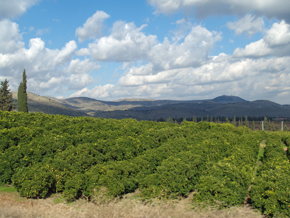 Lemon grove in Galilee, David Shankbone, Wikipedia