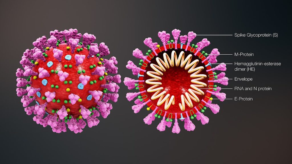 Coronavirus 3D Illustration, Wikipedia